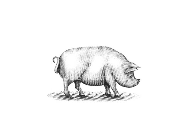 pig art 7